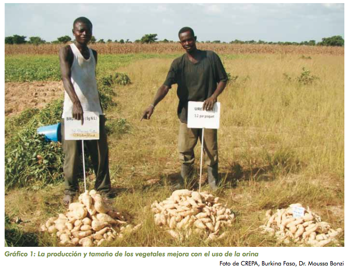 fotografia rendimiento orina